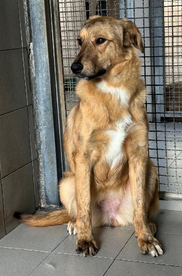 PAPRIKA DOLCE CUCCIOLONA Foto 2